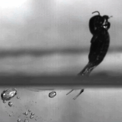 Forget walking... tiny insect jumps on water 's image