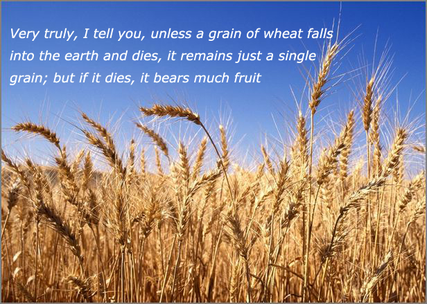 "Unless a grain of wheat falls into the ground and dies"; Jesus and letting go's image