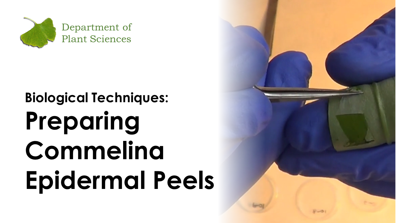 Plant Science Technique Videos: Epidermal Peel Preparation's image