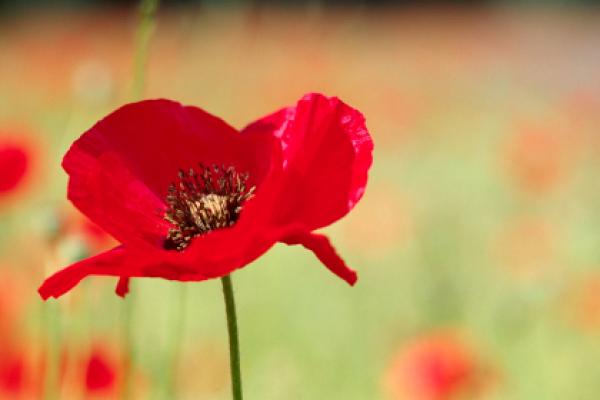 Remembrance Sunday 's image