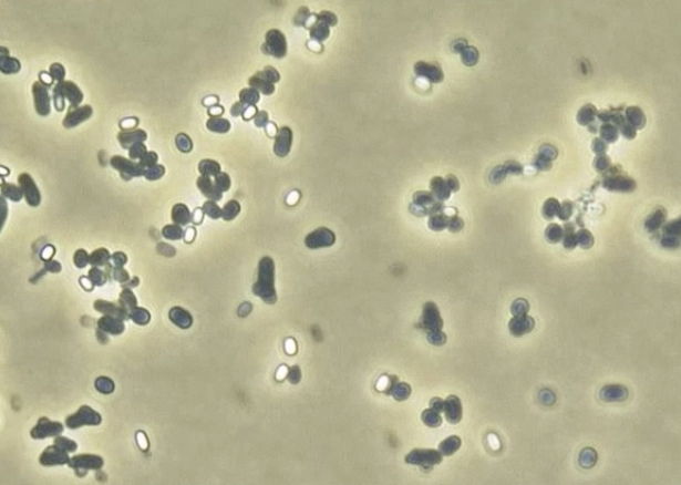 Spores video 1's image