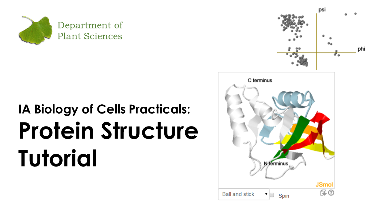 IA Cells Week 4 Protein Structure's image