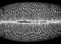 Live Drosophila embryo filmed during gastrulation,'s image
