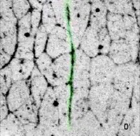 parasegmental boundary in a MRLC-GFP embryo's image