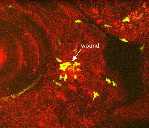GFP-marked leukocytes recruited to a local laser wound's image
